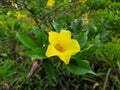 Allamanda cathartica, commonly called golden trumpet, common trumpetvine, and yellow allamanda. Royalty Free Stock Photo