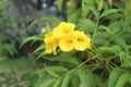 Allamanda cathartica, commonly called golden trumpet, common trumpetvine, and yellow allamanda Royalty Free Stock Photo