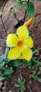 Allamanda cathartica, commonly called golden trumpet, common trumpetvine, and yellow allamanda Royalty Free Stock Photo