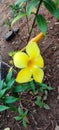 Allamanda cathartica, commonly called golden trumpet, common trumpetvine, and yellow allamanda Royalty Free Stock Photo