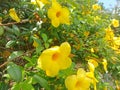 Allamanda cathartica, commonly called golden trumpet, common trumpetvine, and yellow allamanda. Royalty Free Stock Photo