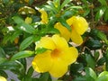 Allamanda cathartica, commonly called golden trumpet, common trumpetvine, and yellow allamanda. Royalty Free Stock Photo