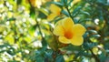 Allamanda cathartica Flower Royalty Free Stock Photo