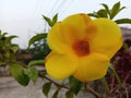 Allamanda cathartica flowers have a striking yellow color Royalty Free Stock Photo