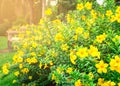 Allamanda cathartica in the garden Royalty Free Stock Photo