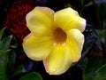 Allamanda cathartica Golden Trumpet Closeup five petal flower Royalty Free Stock Photo