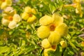 Allamanda cathartica - golden trumpet vine flowers in bloom Royalty Free Stock Photo