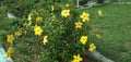 Allamanda cathartica inside Garden plant flowers yellow colour Royalty Free Stock Photo