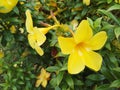 Allamanda Cathartica like speaker Royalty Free Stock Photo