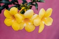 Allamanda cathartica linn golden trumpet tropical flowers with medicinal properties Royalty Free Stock Photo
