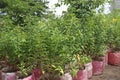 Allamanda cathartica tree plant on farm Royalty Free Stock Photo