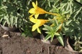 Allamanda cathartica tree plant on farm Royalty Free Stock Photo