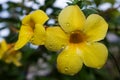 Allamanda Flower