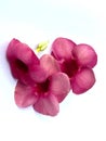 Allamanda flower image