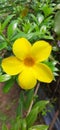 Allamanda flower from Sri Lanka