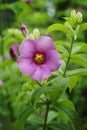 Allamanda Flowers