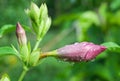 Allamanda flowers