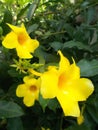 Allamanda flowers yellow Royalty Free Stock Photo