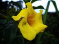 Allamanda is a genus of flowering plants in the Apocynaceae family. Flowers with yellow petals are accompanied by a green spider. Royalty Free Stock Photo