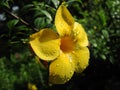 Yellow Allamanda flower in the botanical garden after rain Royalty Free Stock Photo