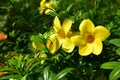 Allamanda Golden trumpet in the backyard Royalty Free Stock Photo