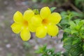 Allamanda, Golden Trumpet Flower Royalty Free Stock Photo