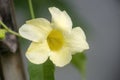 Allamanda , Golden trumpet flower Royalty Free Stock Photo