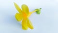 Allamanda, golden trumpet vine,Yellow bell Royalty Free Stock Photo