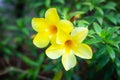 Allamanda, Golden trumpet, Yellow bell Allamanda cathartica L. in the garden Royalty Free Stock Photo