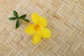 Allamanda on pannier