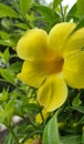 Allamanda schottii, commonly known as bush allamanda, Royalty Free Stock Photo