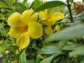 Allamanda schottii, commonly known as bush allamanda, Royalty Free Stock Photo