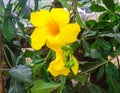 Allamanda schottii Royalty Free Stock Photo