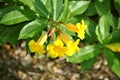 Allamanda schottii flowers Royalty Free Stock Photo