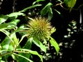 Allamanda Seed Pod Royalty Free Stock Photo