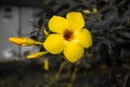 allamanda yellow flower Royalty Free Stock Photo