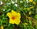Allamanda yellow flower blooming on the garden Royalty Free Stock Photo