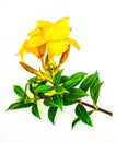Allamanda yellow flower Royalty Free Stock Photo