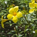 Allamanda yellow flower Royalty Free Stock Photo