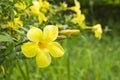 Allamanda yellow flower Royalty Free Stock Photo