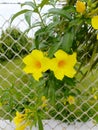 Allamanda yellow flower in garden Royalty Free Stock Photo