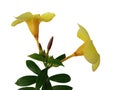 Allamanda yellow flowers bouquet with buds and leaves Royalty Free Stock Photo