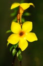 Allamanda - Yellow Tropical Flower Royalty Free Stock Photo