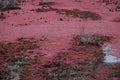 Allan Red seaweed in the swamp