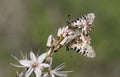 A couple of eastern festoons during mating