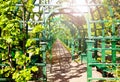 Allay corridor decoration pathway of green vine Royalty Free Stock Photo