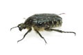 Alleculid beetle