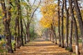Allee landscape in autumn park Royalty Free Stock Photo