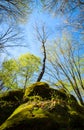 Allegany State Park Royalty Free Stock Photo