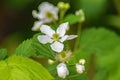 Allegheny Blackberry Flowers Rubus allegheniensis